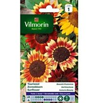 Graines Tournesol Beauté d'Automne - VILMORIN