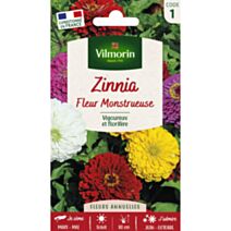 Graines Zinnia Fleur Monstrueuse - VILMORIN