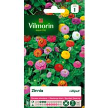 Graines Zinnia Lilliput - VILMORIN
