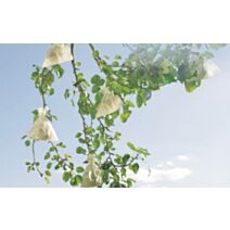 housse à fruit en papier microperforé 0,17x0,22m - INTERMAS