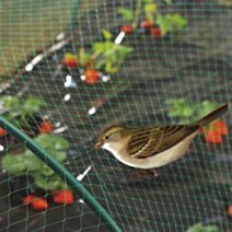 Birdnet Filet de protection oiseaux 4x6m - INTERMAS
