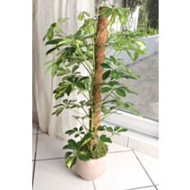 Tuteur coco marron Ø 45mmx1,20m