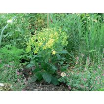 Cercle à planter acier vert 0,40x0,80m