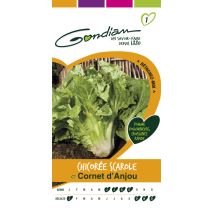 Chicorée scarole cornet Anjou Gondian