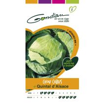 Chou pommé quintal d alsace Gondian