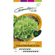 Laitue feuille chêne blonde Gondian
