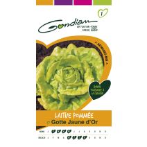 Laitue gotte jaune or Gondian