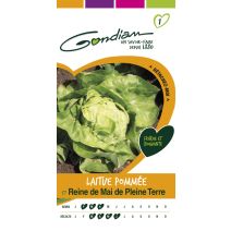 Laitue reine de mai de pleine terre Gondian
