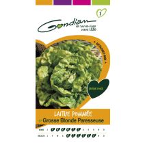 Laitue pommée blonde paresseuse Gondian