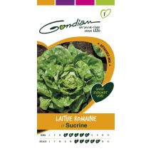 Laitue sucrine Gondian
