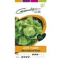 Laitue beurre merveille d hiver Gondian