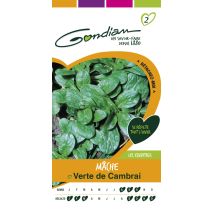 Mâche verte de cambrai Gondian