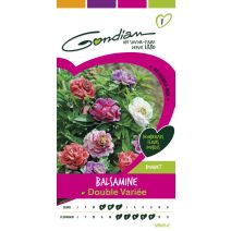 Balsamine fleur camellia Gondian