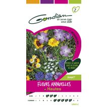 Fleurs annuelles hautes Gondian
