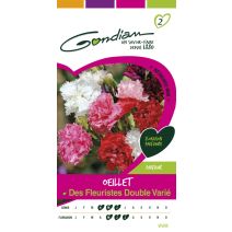 Oeillet double triomphe vivace Gondian