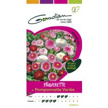 Pâquerette pomponnette Gondian