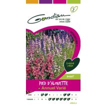 Pied alouette sublime mix Gondian