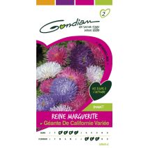 Reine marguerite géante californie mix Gondian