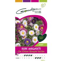 Reine marguerite simple varie Gondian