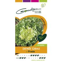 Chicorée scarole prada Gondian