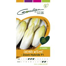 Chicorée witloof zoom hf1 Gondian