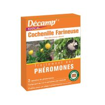 Cochenille farineuse 2 cap.decamp'radical
