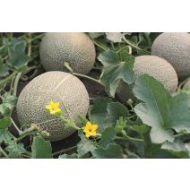 Melon 0.65l