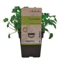Coriandre