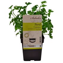 Persil commun pot 0,75L
