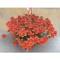 Nemesia suspension 6 l
