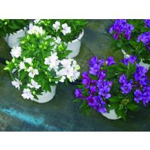 Plante alstroem auranti c2l