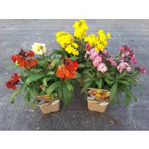 Giroflée Ravenelle - Conteneur 0,65L