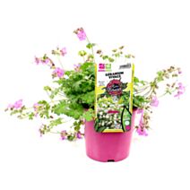 Pot Géranium Vivace ∅19cm