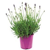 Pot Lavande Pot pot de 2 L