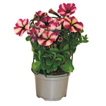 Pot Pétunia de Bouture Retombant ∅10,5cm