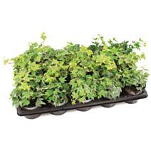 Pot Hedera Varié de Bouture pot ∅10,5cm