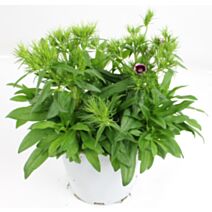 Pot Oeillet de Poète 2L