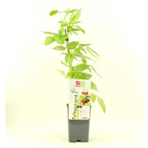 Framboisier fallgold 