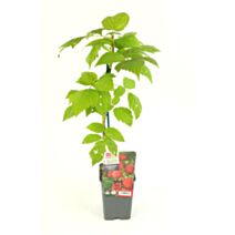 Framboisier remontant sumo 