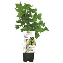 Cassissier Andega pot de 1,3L