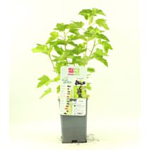 Cassissier Andega pot de 1,3L