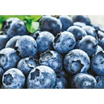 Myrtillier blue crop