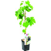Vigne muscat de hambourg pot de 1,3 L