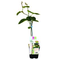 Kiwi femelle ACTINIDIA CHINENSIS HAYWARD pot 1,3L