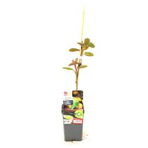 Kiwi femelle ACTINIDIA CHINENSIS HAYWARD pot 1,3L