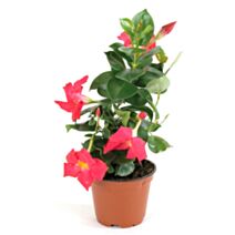 Plante Dipladénia Rio Pot 10,5cm - FLEURON D'ANJOU