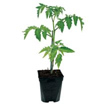 Tomate greffée Coeur de boeuf Pot 1L Rouge - FLEURON D'ANJOU