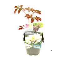 Plante pivoine - FLEURON D'ANJOU