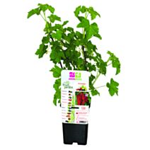 Groseillier à grappes jonkheer van tets 