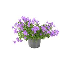 Fleur Campanule Simple 10,5cm - FLEURON D'ANJOU